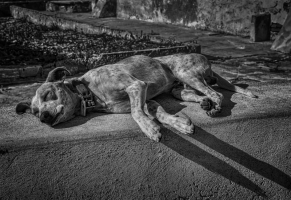Câmara aprova projeto de lei que incentiva adoção responsável de animais domésticos abandonados ou resgatados em Álvares Machado