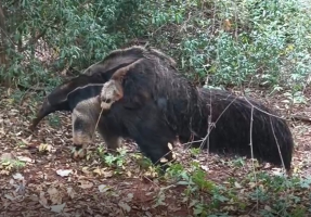 Mãe e filhote de tamanduás-bandeiras são flagrados durante 'passeio' em reserva florestal, em Presidente Epitácio; VÍDEO