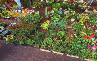 Lírio, hortênsia, espada de São Jorge e mais: quais plantas podem ser tóxicas para animais?